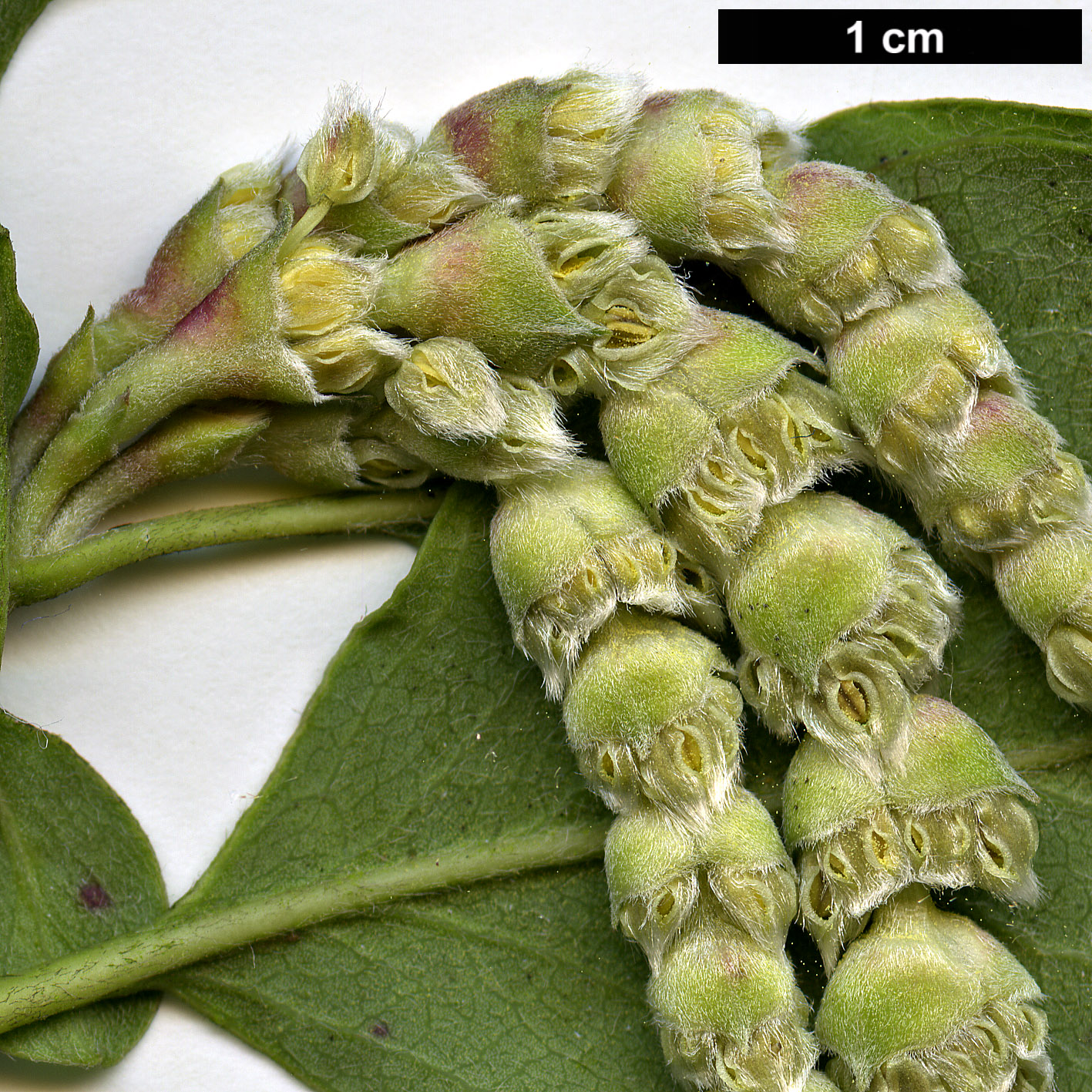 High resolution image: Family: Garryaceae - Genus: Garrya - Taxon: ×issaquahensis (G.elliptica × G.fremontii)